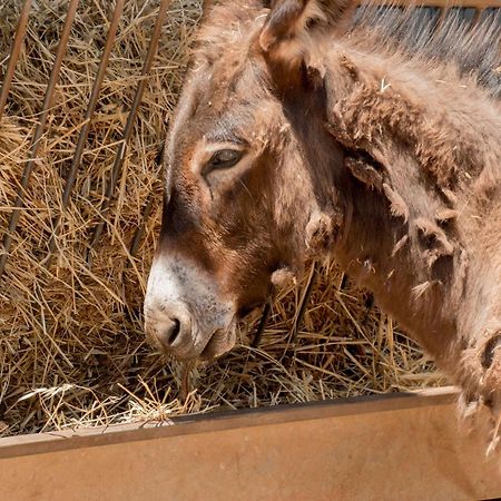 Trullo Cinquenoci Suite Locorotondo Εξωτερικό φωτογραφία