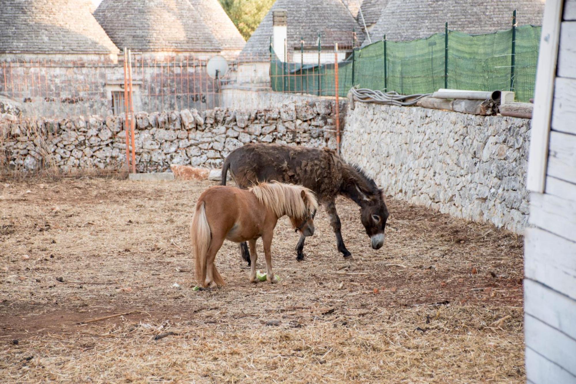 Trullo Cinquenoci Suite Locorotondo Εξωτερικό φωτογραφία